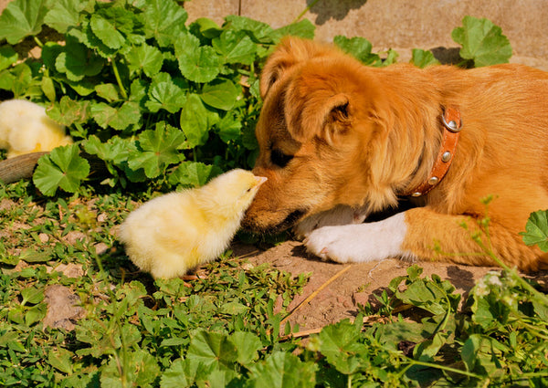 Poultry guard hot sale dogs