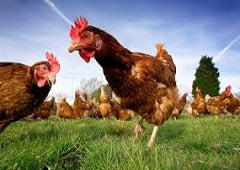 Free Ranging and Training Chickens
