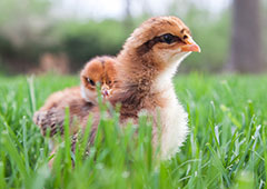 A Look Inside the Life of a Boy Mom - Baby Chick