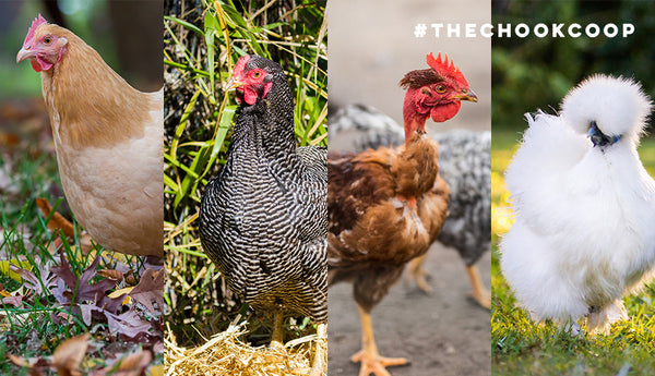 11 Most Friendly Chicken Breeds! Build Your Ideal Flock