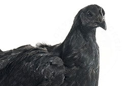 Ayam Cemani Chicken Breed Profile - Entirely Black Chicken