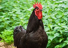 Jersey Giant Chicken - Special Care Tips for the World's Largest Chicken