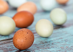speckled chicken eggs