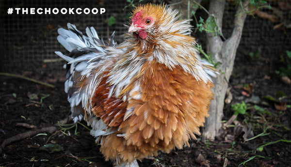 Top 20 Chicken Breeds for your Backyard Coop