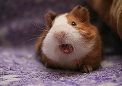 Guinea pigs hot sale making noise