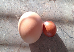 http://www.backyardchickencoops.com.au/cdn/shop/articles/large-and-small-chicken-egg_600x.jpg?v=1543594043