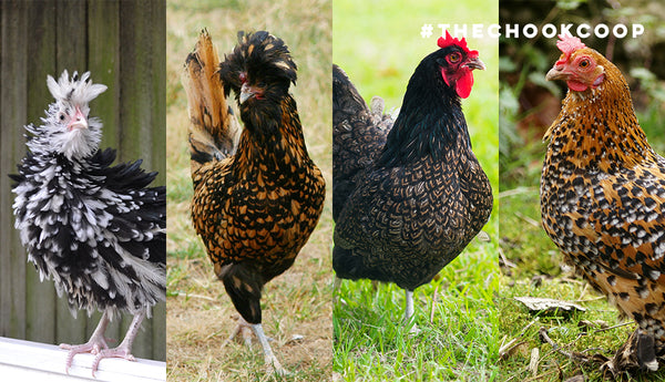 Five fancy chicken breeds that are newbie friendly
