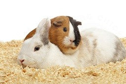 Can bunnies and guinea pigs 2024 play together