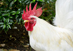 Roosters 101: The truth about rooster care and responsibility - NHSPCA