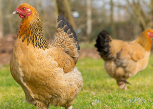 Brahma Chicken: The Most Comprehensive Guide to this Giant Breed