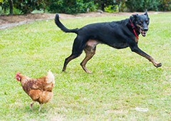 Dog chasing chicken best sale