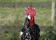 Rooster in backyard