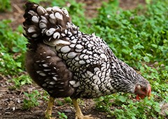 Top 20 Chicken Breeds for your Backyard Coop
