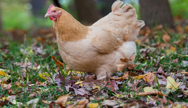 Orpington Chickens For Sale